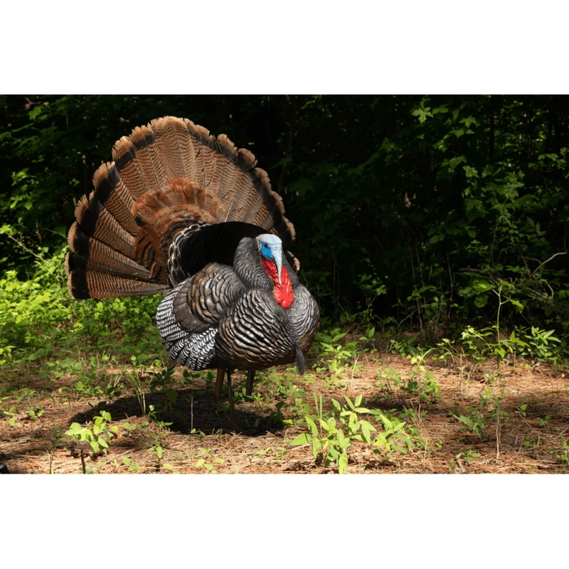 Higdon Outdoors Apex Strutter Hard Body Turkey Decoy - Image 4
