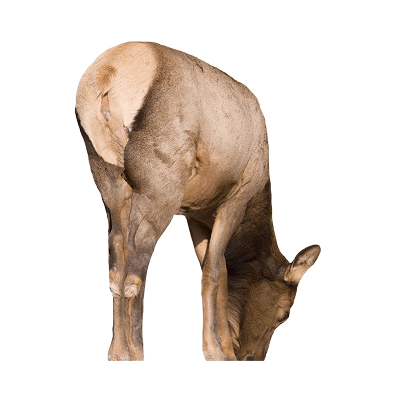 Montana Decoy Miss September Cow Elk Collapsible Decoy - Image 2