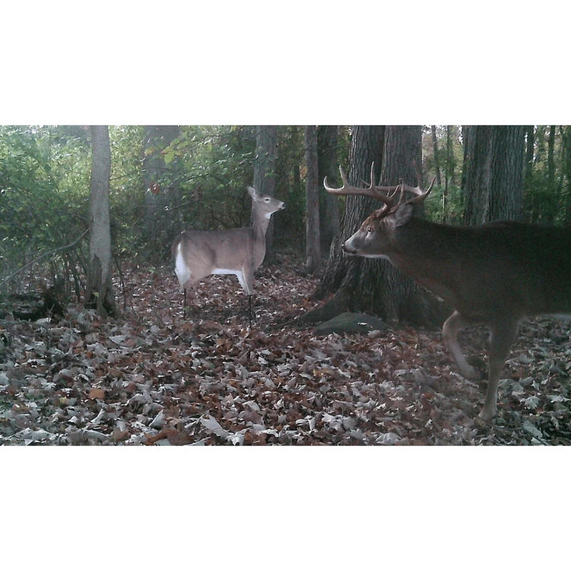 Montana Decoy Dream Team - Image 5